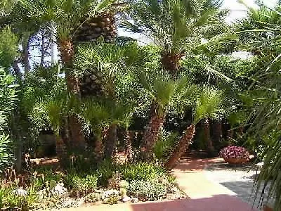 فيلة Delle Palme أوستوني