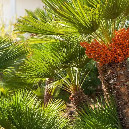 Delle Palme